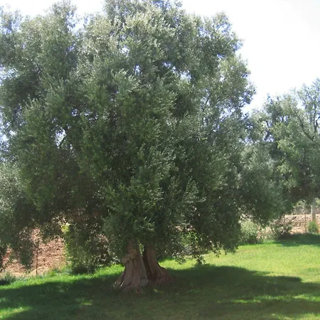 Kır Evi La Vigna Vecchia Fasano