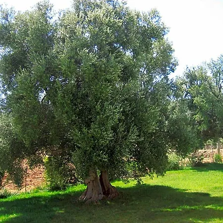 La Vigna Vecchia Venkovský dům *